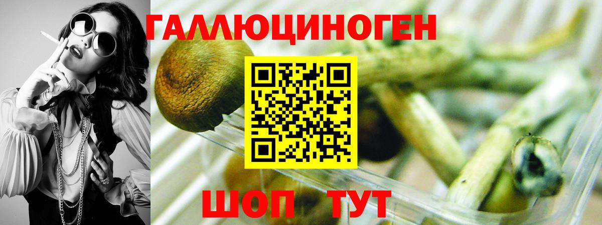 где продают   Галлюциногенные грибы мицелий  Галлюциногенные грибы Cubensis  Вход с VPN  Богданович 